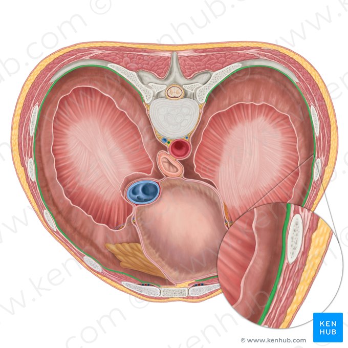 Partie costale de la plèvre pariétale (Pars costalis pleurae parietalis); Image : Brendon Farley