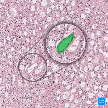 Collecting duct of renal tubule (Ductus colligens tubuli renalis); Image: 