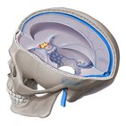 Dural venous sinuses