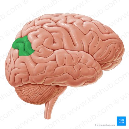 Angular gyrus (Gyrus angularis); Image: Paul Kim