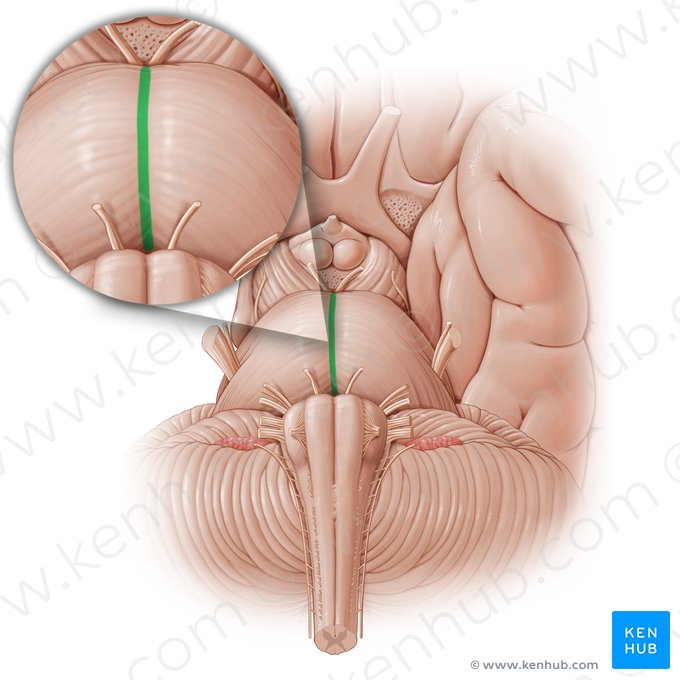 Sillon basilaire (Sulcus basilaris); Image : Paul Kim