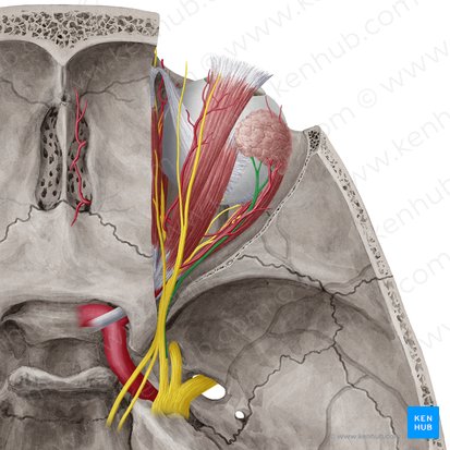 Lacrimal nerve (Nervus lacrimalis); Image: Yousun Koh