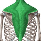 Musculus trapezius