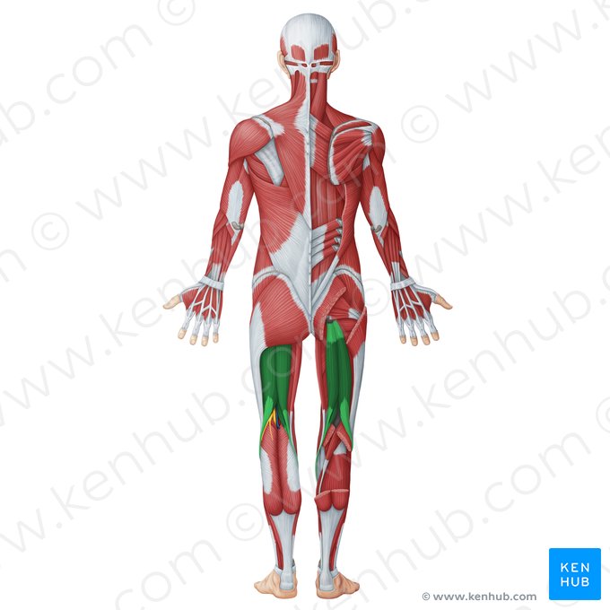 Compartimento femoral posterior (Musculi posteriores femoris); Imagen: Irina Münstermann
