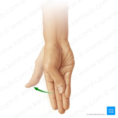 Reposition of thumb (Repositio pollicis); Image: Paul Kim