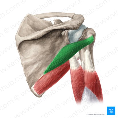 Musculus teres minor (Kleiner Rundmuskel); Bild: Yousun Koh