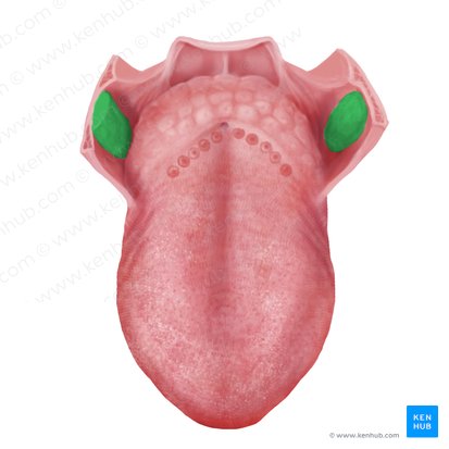Palatine tonsil (Tonsilla palatina); Image: Begoña Rodriguez