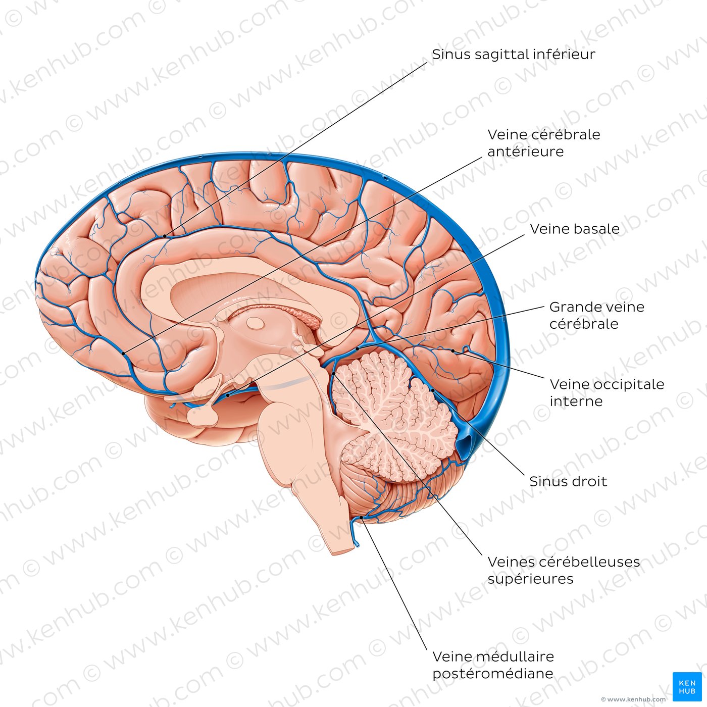 Cerebral veins - Medial view
