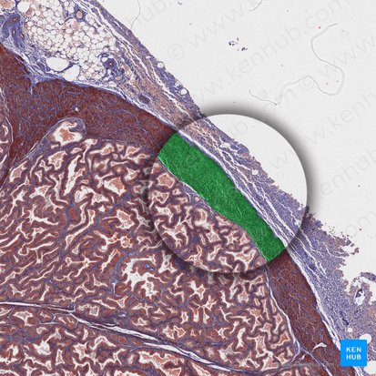 Cápsula prostática (Capsula prostatae); Imagen: 