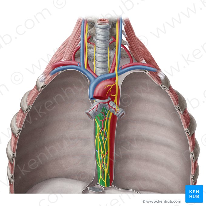 Porção torácica do esôfago (Pars thoracica oesophagi); Imagem: Yousun Koh