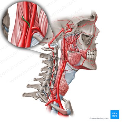 Arteria occipital (Arteria occipitalis); Imagen: Paul Kim