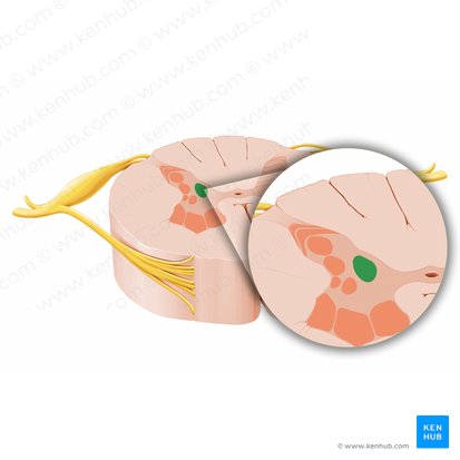 Nucleus thoracicus posterior (Hinterer Brustkern); Bild: Paul Kim