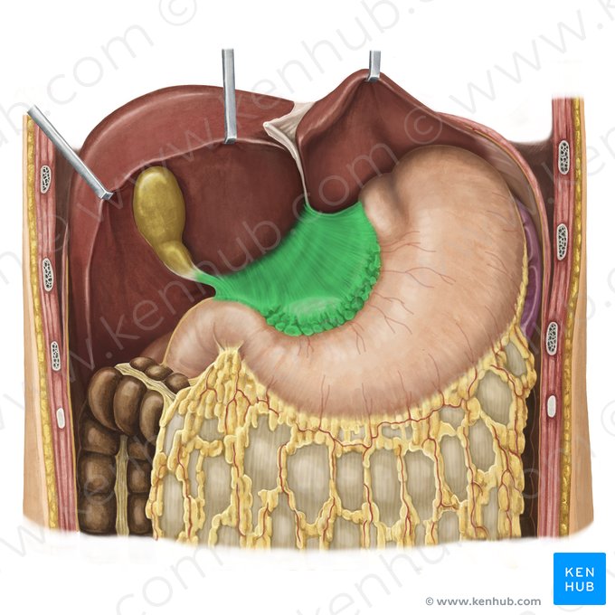 Petit omentum (Omentum minus); Image : Irina Münstermann