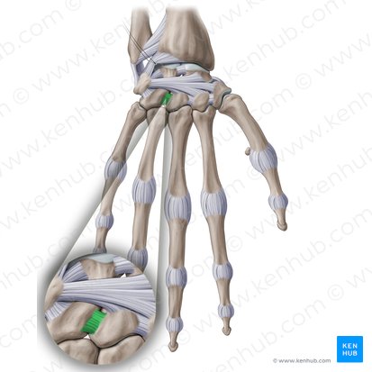 Capitohamate interosseous ligament (Ligamentum capitohamatum interosseum); Image: Paul Kim