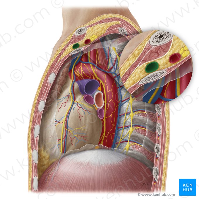 Vena subclavia izquierda (Vena subclavia sinistra); Imagen: Yousun Koh