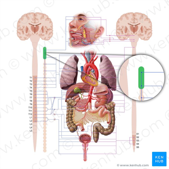 Ganglio cervical superior (Ganglion cervicale superius); Imagen: Paul Kim