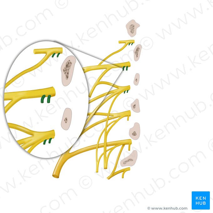 Ramos comunicantes brancos e cinzentos de nervo espinal (Rami communicantes albi et grisei nervi spinalis); Imagem: Begoña Rodriguez