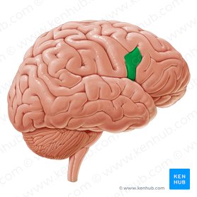 Parte opercular do giro frontal inferior (Pars opercularis gyri frontalis inferioris); Imagem: Paul Kim