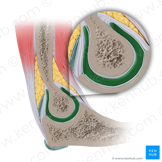Articular cavity of elbow joint (Cavitas articularis cubiti); Image: Paul Kim
