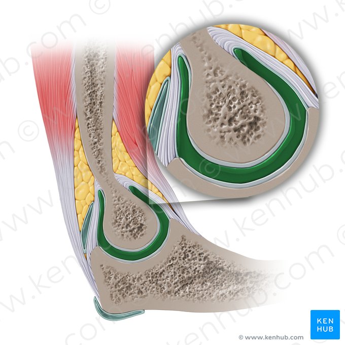 Cavidade sinovial do cotovelo (Cavitas articularis cubiti); Imagem: Paul Kim