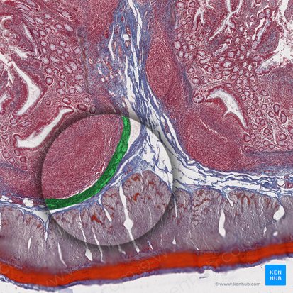 Lamina muscularis mucosae (Tunica muscularis mucosae); Bild: 