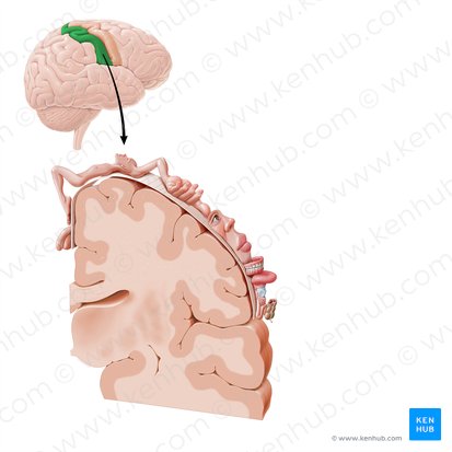 Gyrus postcentralis (Hintere Zentralwindung); Bild: Paul Kim