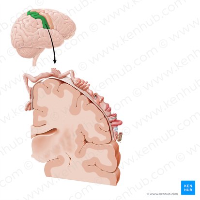 Postcentral gyrus (Gyrus postcentralis); Image: Paul Kim