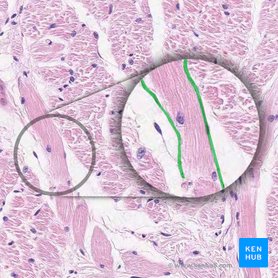 Skeletal muscle tissue: Histology | Kenhub