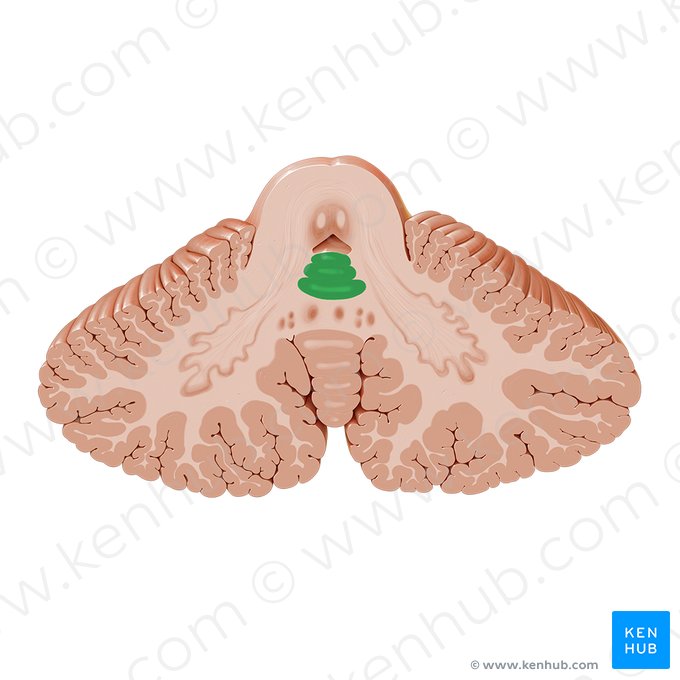 Língula do cerebelo (Lingula cerebelli); Imagem: Paul Kim