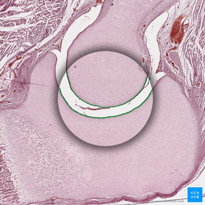 Articular cartilage - histological slide