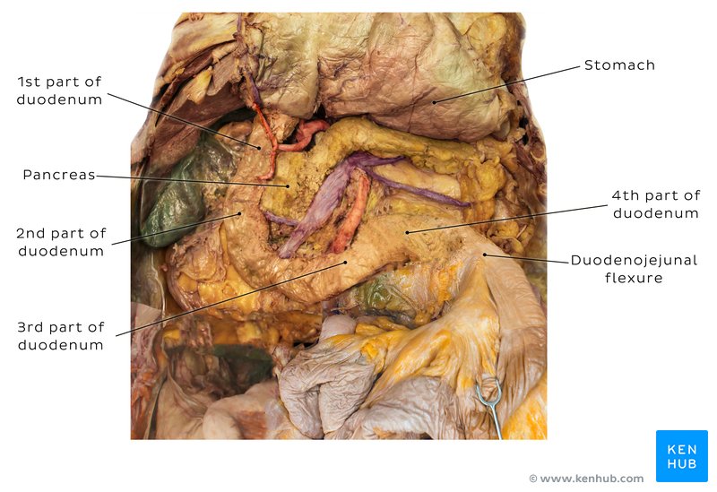 Anatomy of the duodenum - ventral view