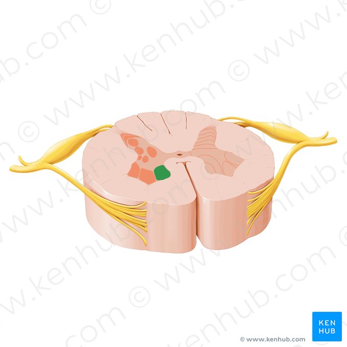 Medial motor nuclei of spinal nerves (Nuclei motorii mediales nervorum spinalium); Image: Paul Kim