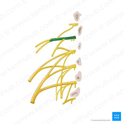 Ramo anterior do nervo espinal L1 (Ramus anterior nervi spinalis L1); Imagem: Begoña Rodriguez