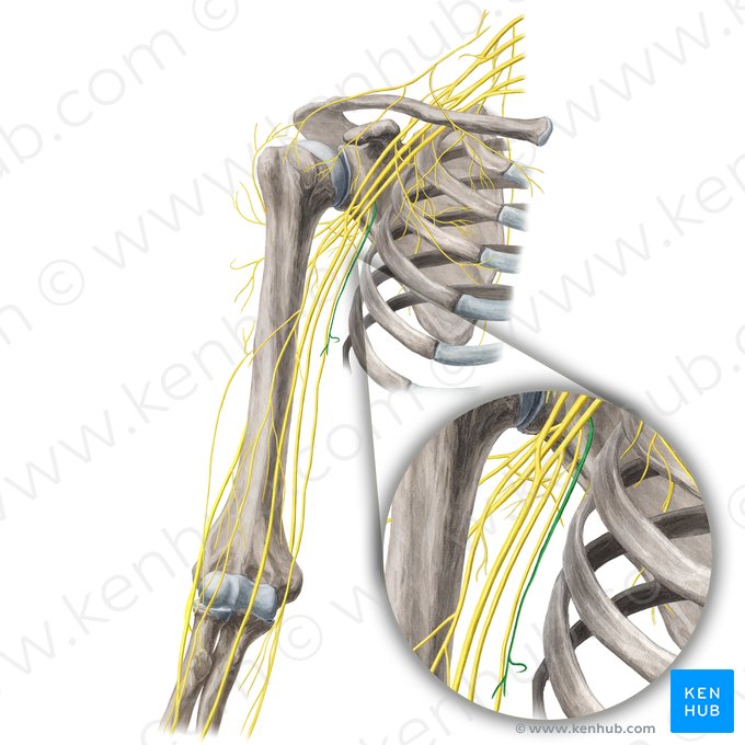 Medial brachial cutaneous nerve (Nervus cutaneus medialis brachii); Image: Yousun Koh