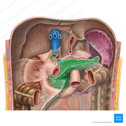 Páncreas (Pancreas); Imagen: Irina Münstermann