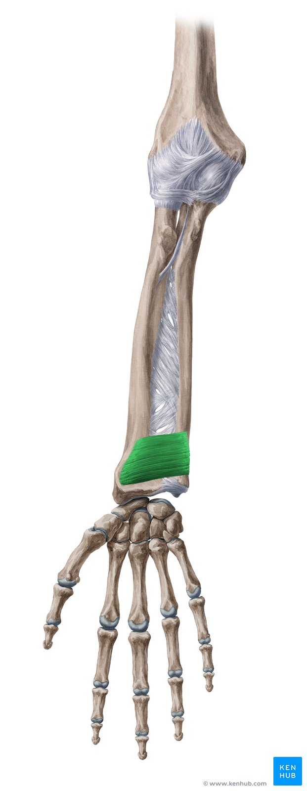 Músculo pronador quadrado - vista anterior (verde)
