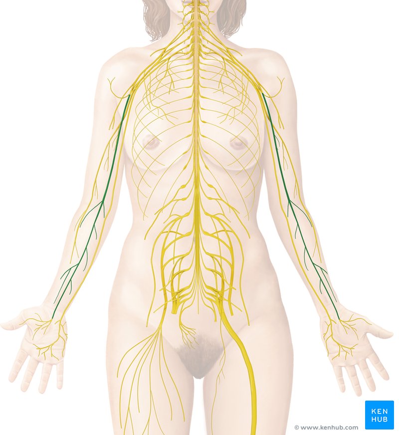 Median nerve - anterior view