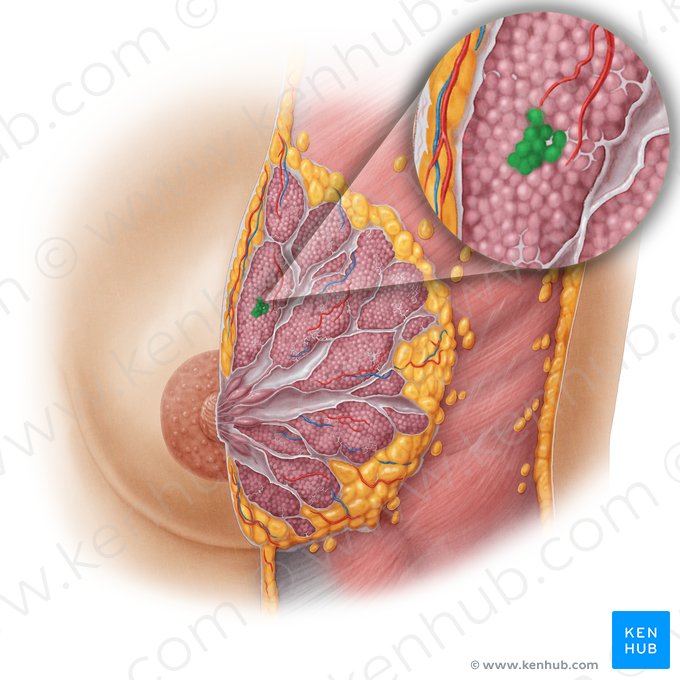 Lóbulos da glândula mamária (Lobuli glandulae mammariae); Imagem: Samantha Zimmerman