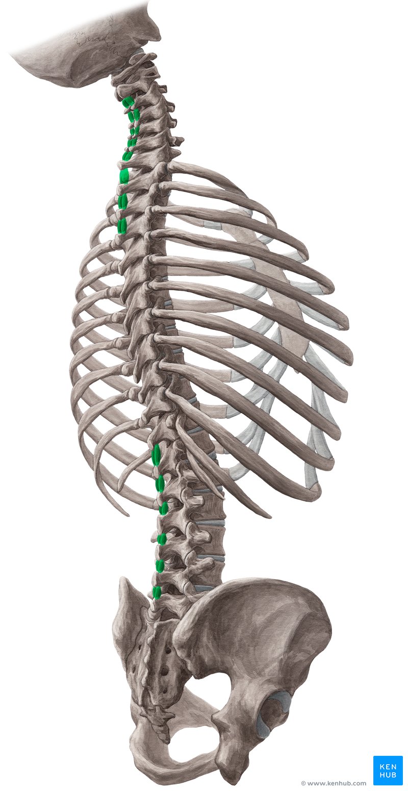 Erector Spinae
