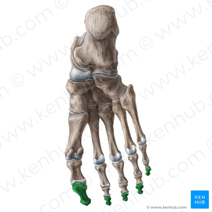 Falanges distais do pé (Phalanges distales pedis); Imagem: Liene Znotina