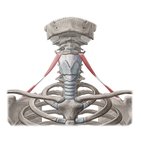Omohyoid muscle