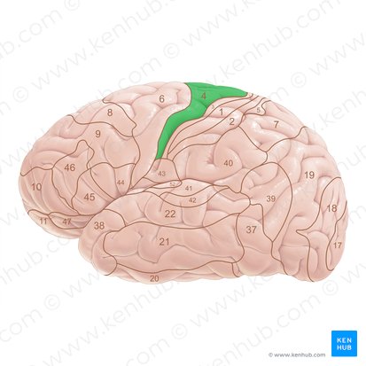 Área 4 de Brodmann (Area Brodmann 4); Imagem: Paul Kim