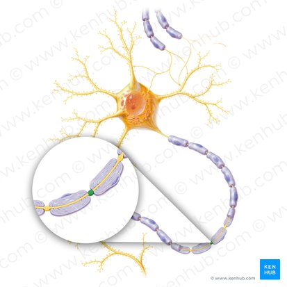 Nœud de Ranvier (Nodus interruptionis myelini); Image : Paul Kim
