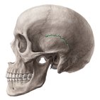 Squamous suture