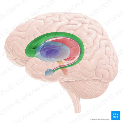 Caudate nucleus (Nucleus caudatus); Image: Paul Kim