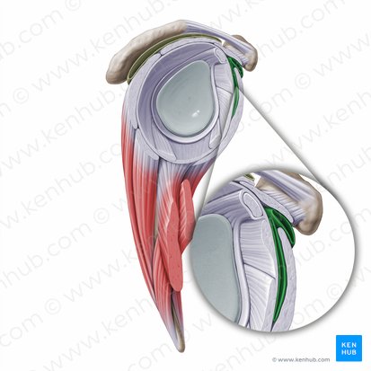 Bursa subtendinosa del músculo subescapular (Bursa subtendinea musculi subscapularis); Imagen: Paul Kim