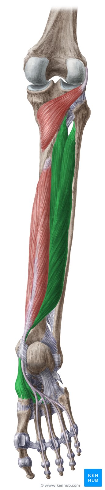 Músculo tibial posterior (verde) - vista posterior