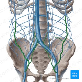 Blood vessels of abdomen and pelvis : Anatomy overview | Kenhub