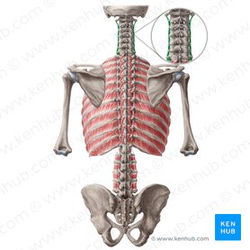 Músculos intertransversários posteriores do pescoço (Musculi intertransversarii posteriores colli); Imagem: Yousun Koh