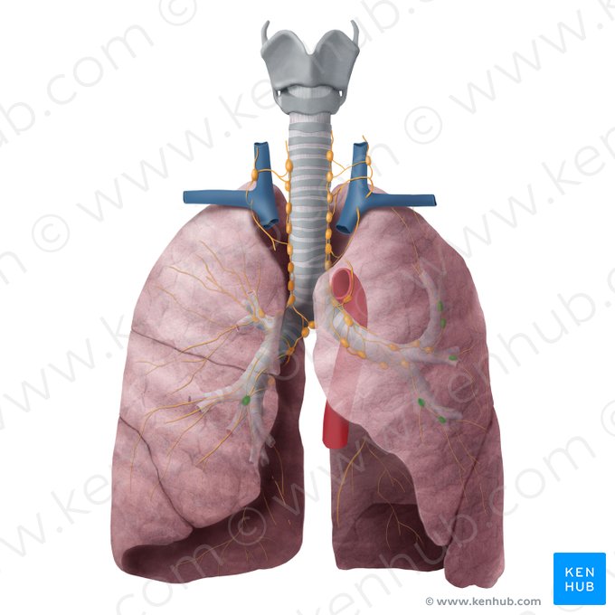 Linfonodos intrapulmonares (Nodi lymphoidei intrapulmonales); Imagem: Begoña Rodriguez